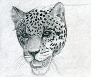 302x255 How To Draw A Realistic Jaguar, Step - Jaguar Head Drawing