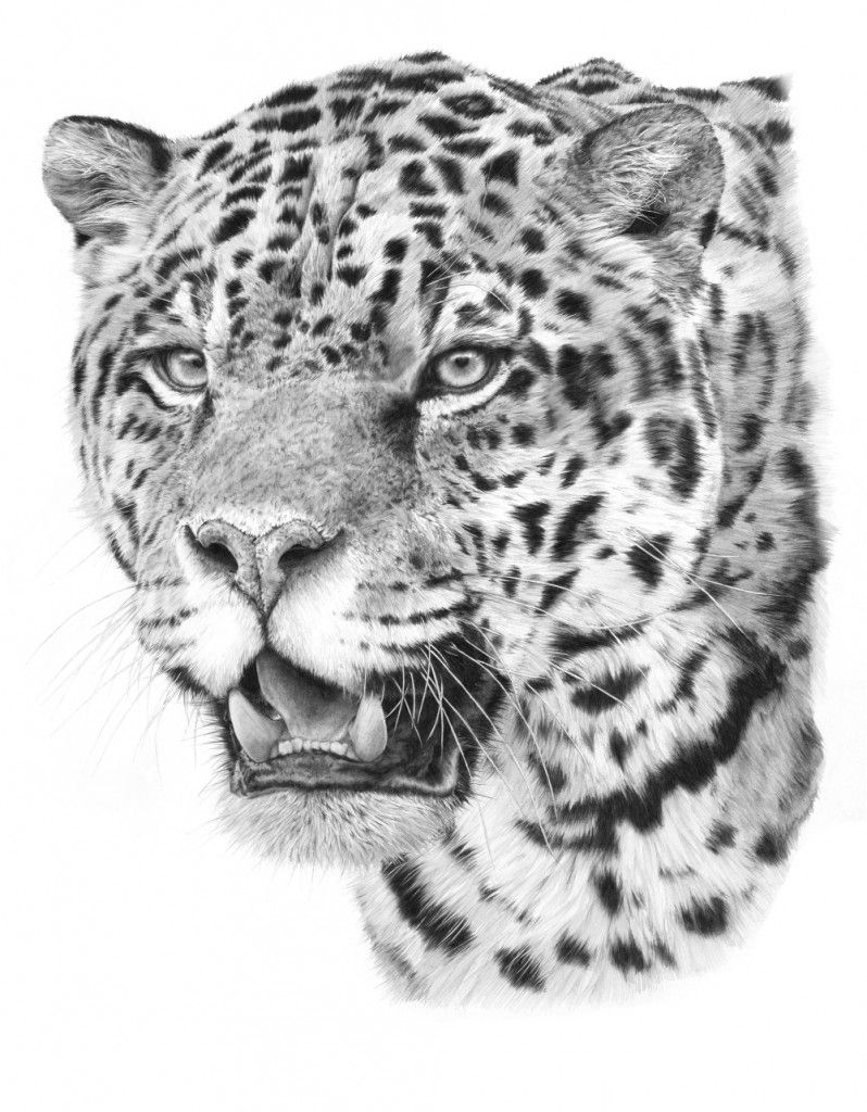 798x1024 jaguar drawing tattoo ideas tattoo designs, drawings, jaguar - Jaguar Head Drawing