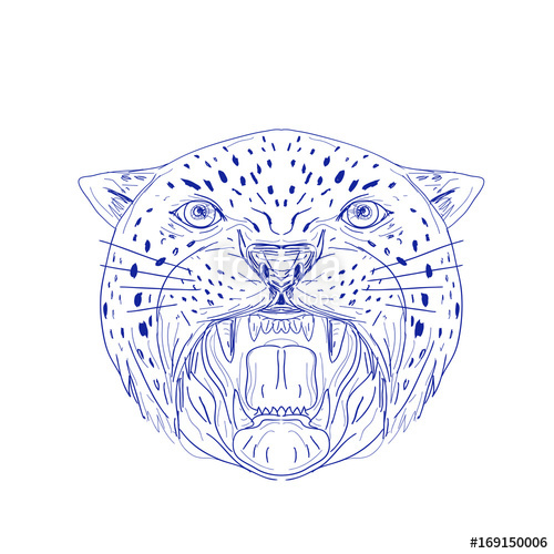 500x500 Angry Jaguar Head Drawing Stock Image And Royalty Free Vector - Jaguar Head Drawing