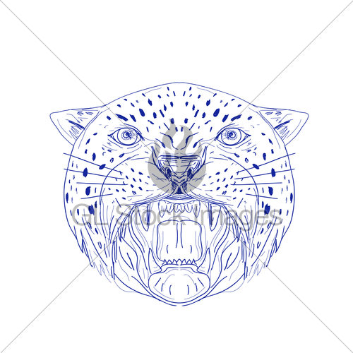 500x500 Angry Jaguar Head Drawing Gl Stock Images - Jaguar Head Drawing