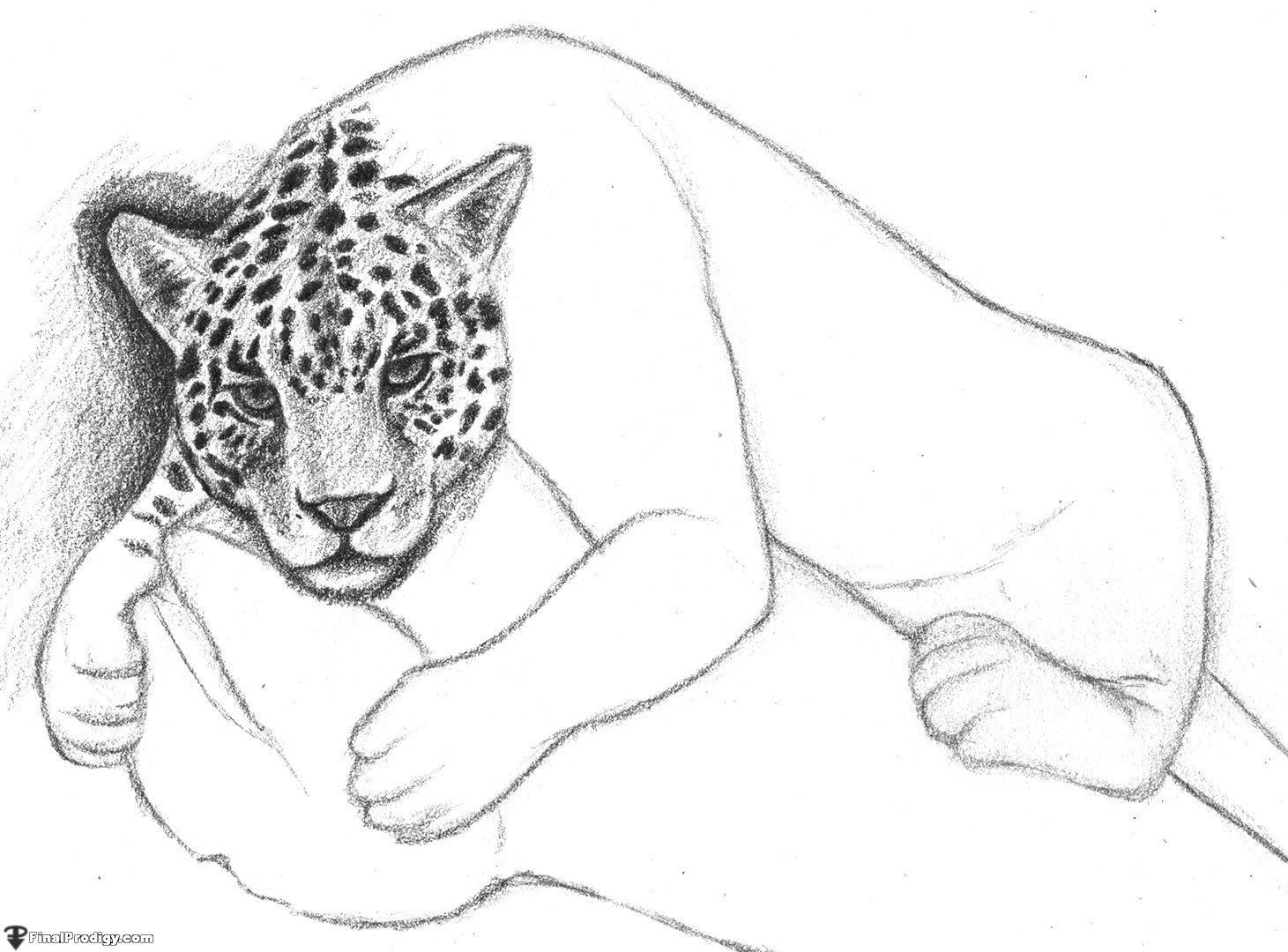 1461x1080 How To Draw A Jaguar - Jaguar Outline Drawing