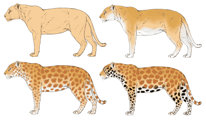 688x403 how to draw big cats lions, tigers, cheetahs, and much more - Jaguar Outline Drawing