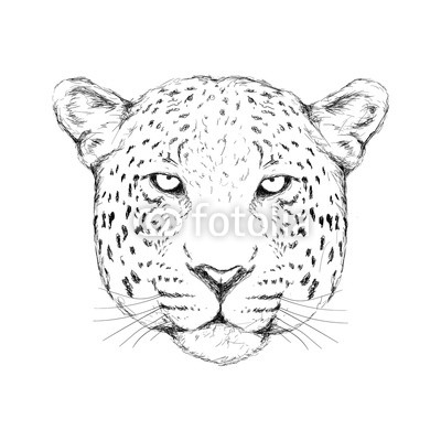 400x400 Outline Hand Drawing Animal Head Vector Logo Icon Illustration - Jaguar Outline Drawing