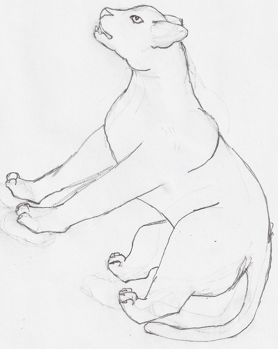 900x1132 Real Sketched Drawings Black Jaguar Outline - Jaguar Outline Drawing