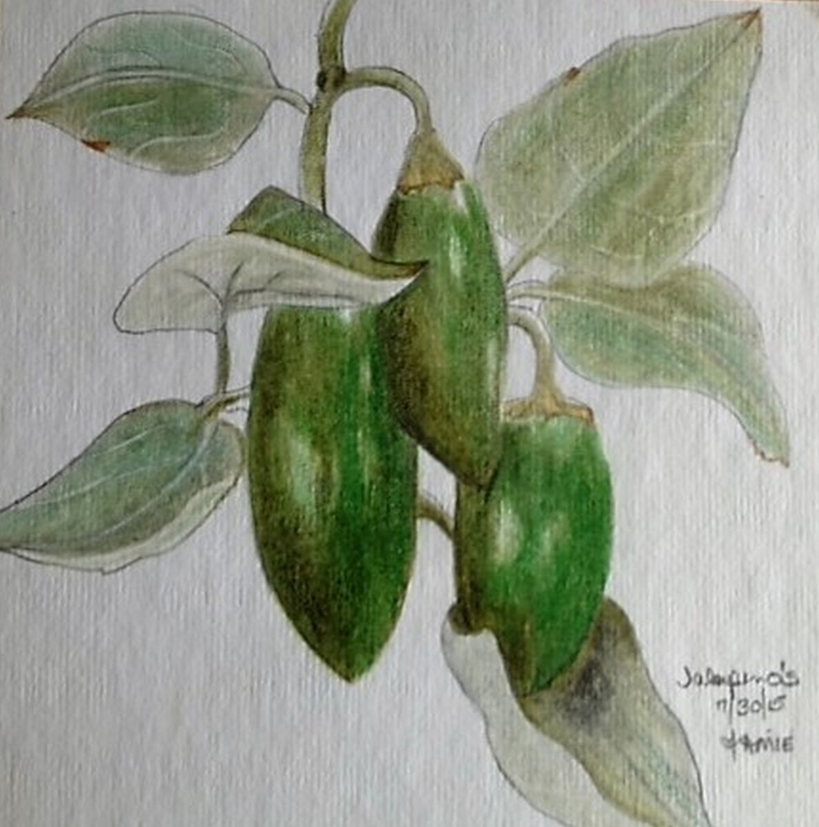 1188x1200 jalapenos drawing - Jalapeno Drawing