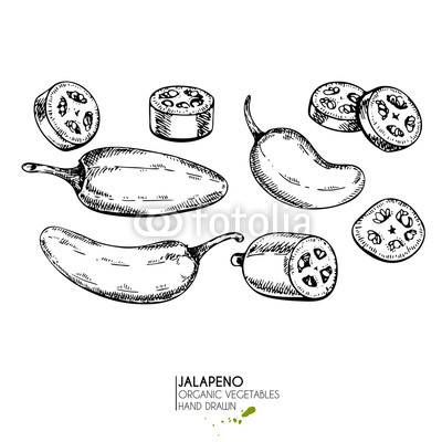 400x400 vector hand drawn set of farm vegetables isolated hot chilli - Jalapeno Drawing