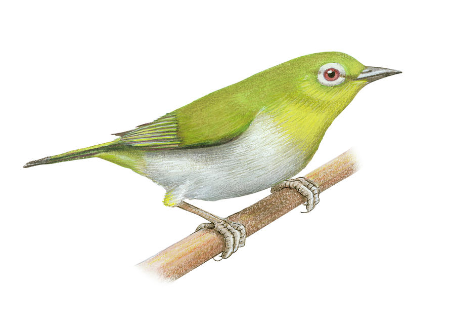 900x654 Japanese White Eye Drawing - Japanese Bird Drawing