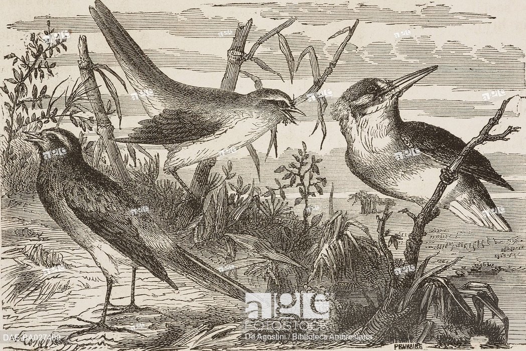 1048x700 Japanese Birds, Drawing - Japanese Bird Drawing