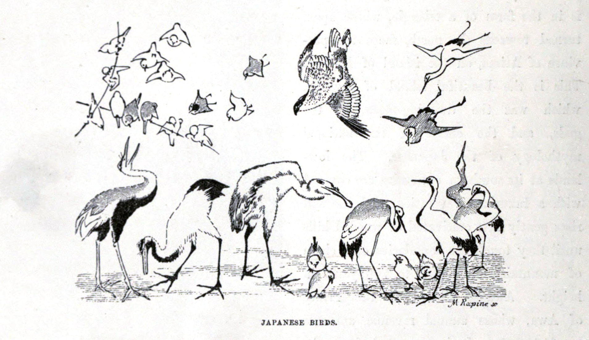 1908x1104 Filejapanese Birds - Japanese Bird Drawing