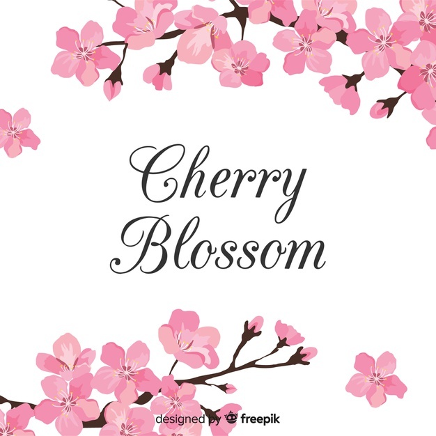 626x626 Cherry Blossom Vectors, Photos And Free Download - Japanese Blossom Drawing