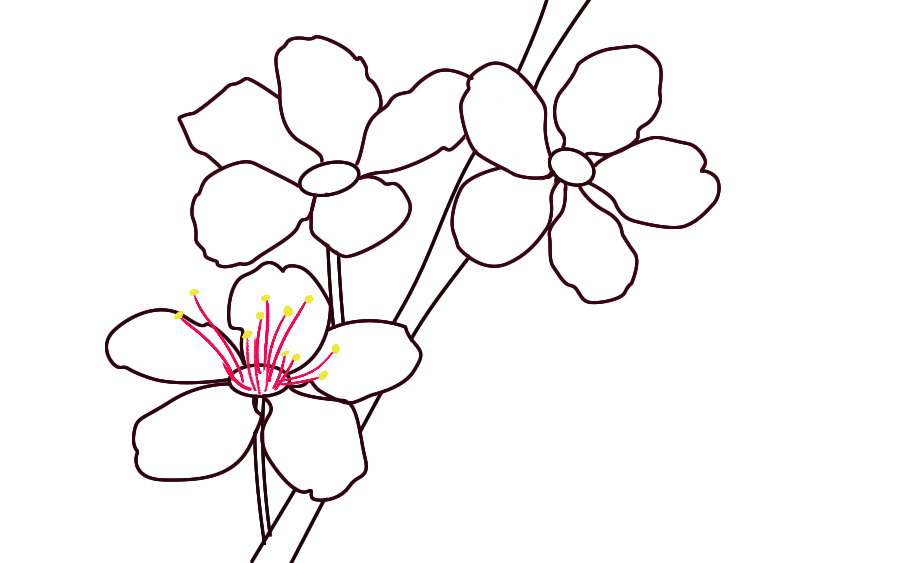 900x563 Drawn Cherry Blossom Japanese Drawing Pencil And In Color Drawn - Japanese Blossom Drawing