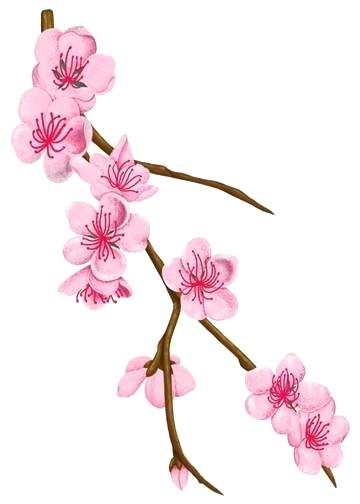 360x504 Cherry Blossom Branches Branch Tattoo Meaning Nameart - Japanese Blossom Drawing