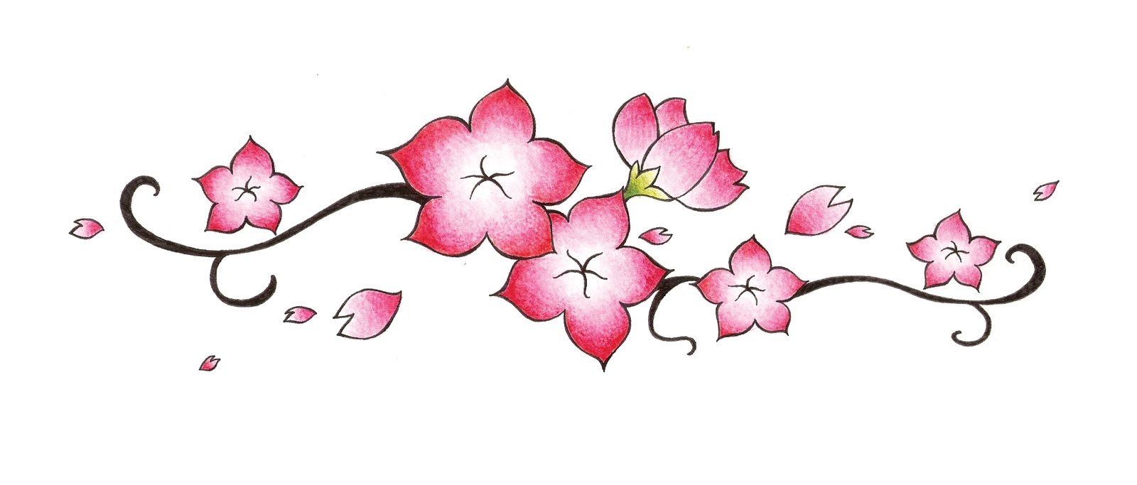 1600x683 Cherry Blossom Flower Drawing - Japanese Blossom Drawing