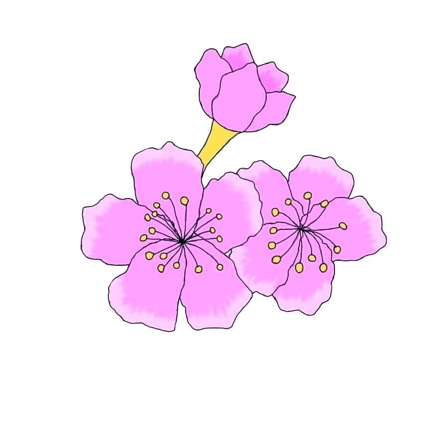 900x862 how to draw cherry blossoms packed with drawing flower cherry - Japanese Cherry Blossom Drawing