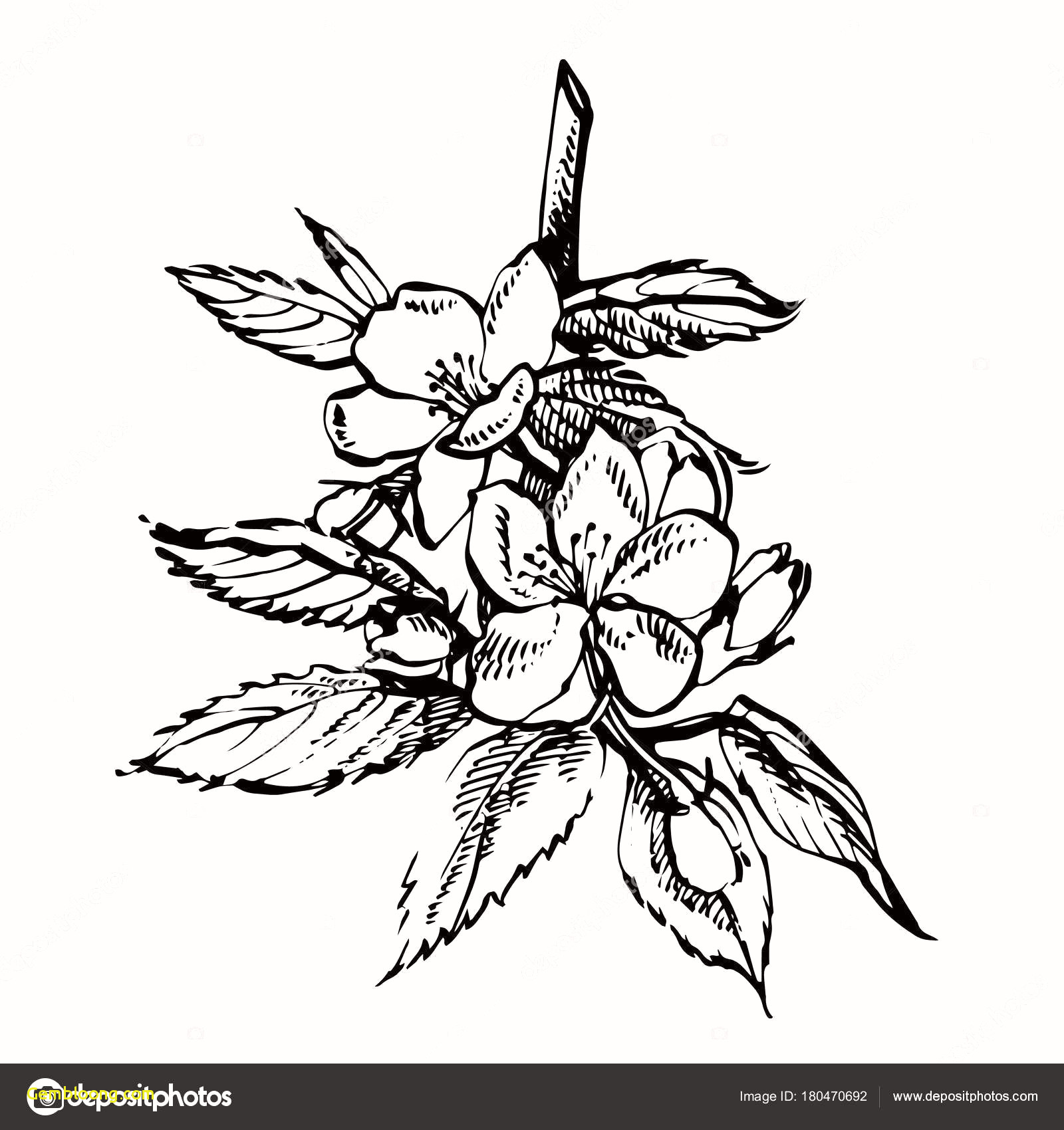 1600x1700 cherry blossoms drawing exotic japanese cherry blossom coloring - Japanese Cherry Blossom Drawing