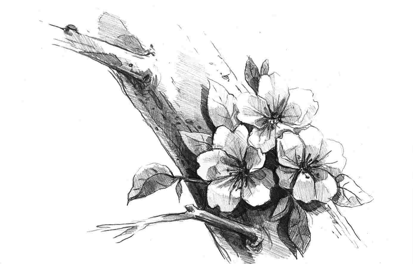 Japanese Cherry Blossom Drawing Black And White at PaintingValley.com