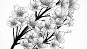 280x158 Japanese Cherry Blossom Tree Drawing Black And White The Blouse - Japanese Cherry Blossom Drawing Black And White