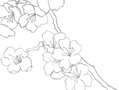 400x303 Japanese Cherry Blossoms - Japanese Cherry Blossom Drawing Black And White