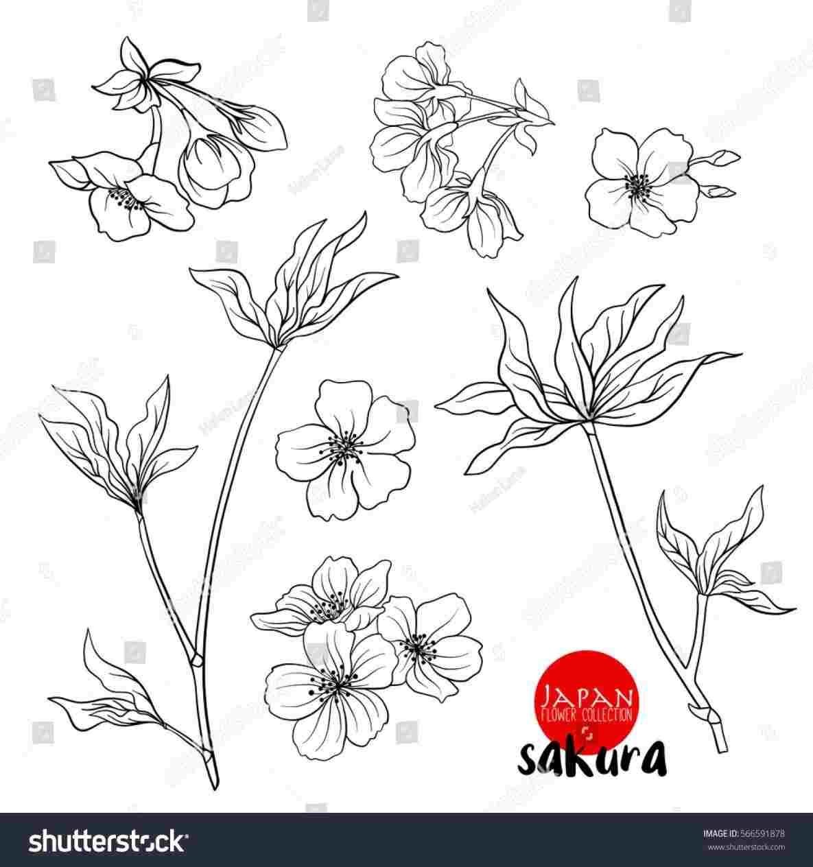 1185x1264 rhdrawingforkidscom black and white blossoms rhcom - Japanese Cherry Blossom Drawing Black And White