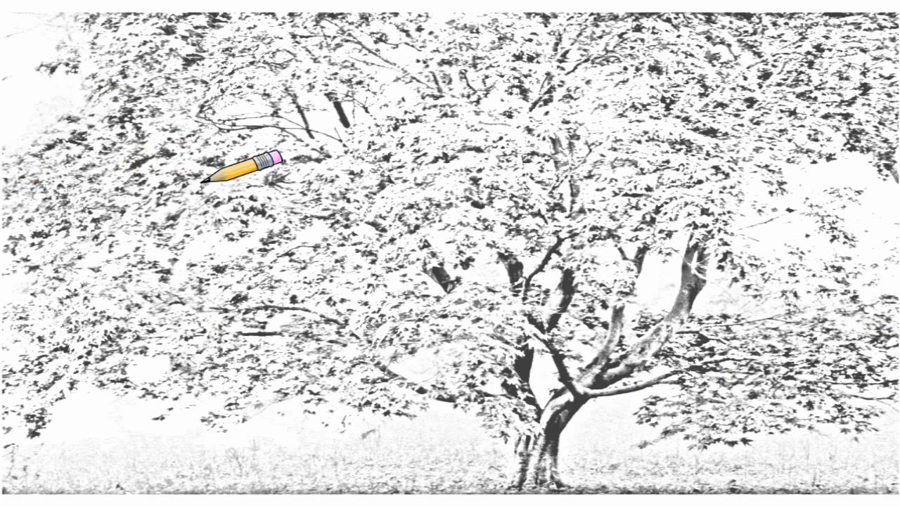 1280x720 Auto Draw Cherry Blossom Tree - Japanese Cherry Blossom Drawing Black And White