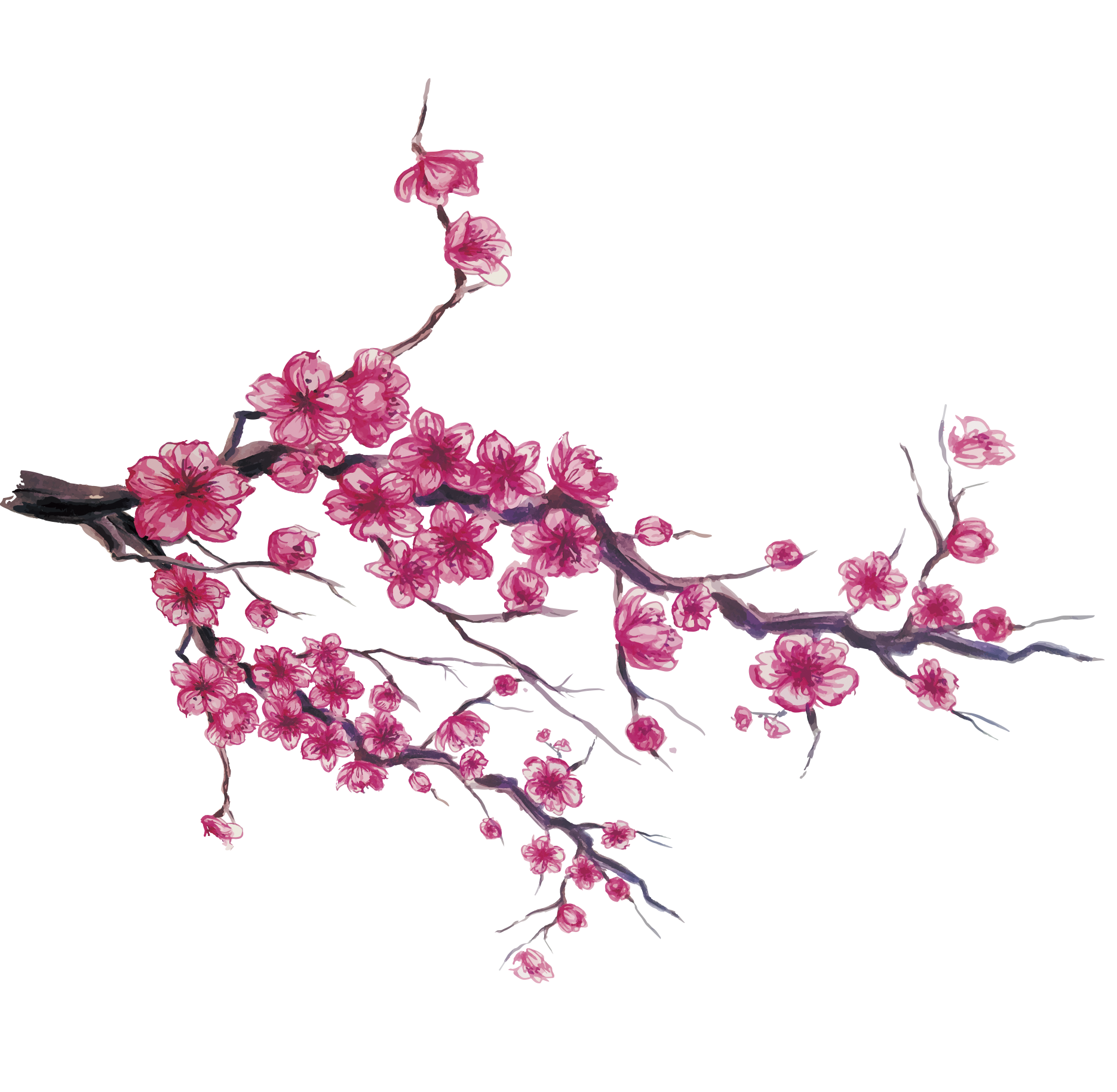 Japanese Cherry Blossom Flower Drawing at PaintingValley.com | Explore ...