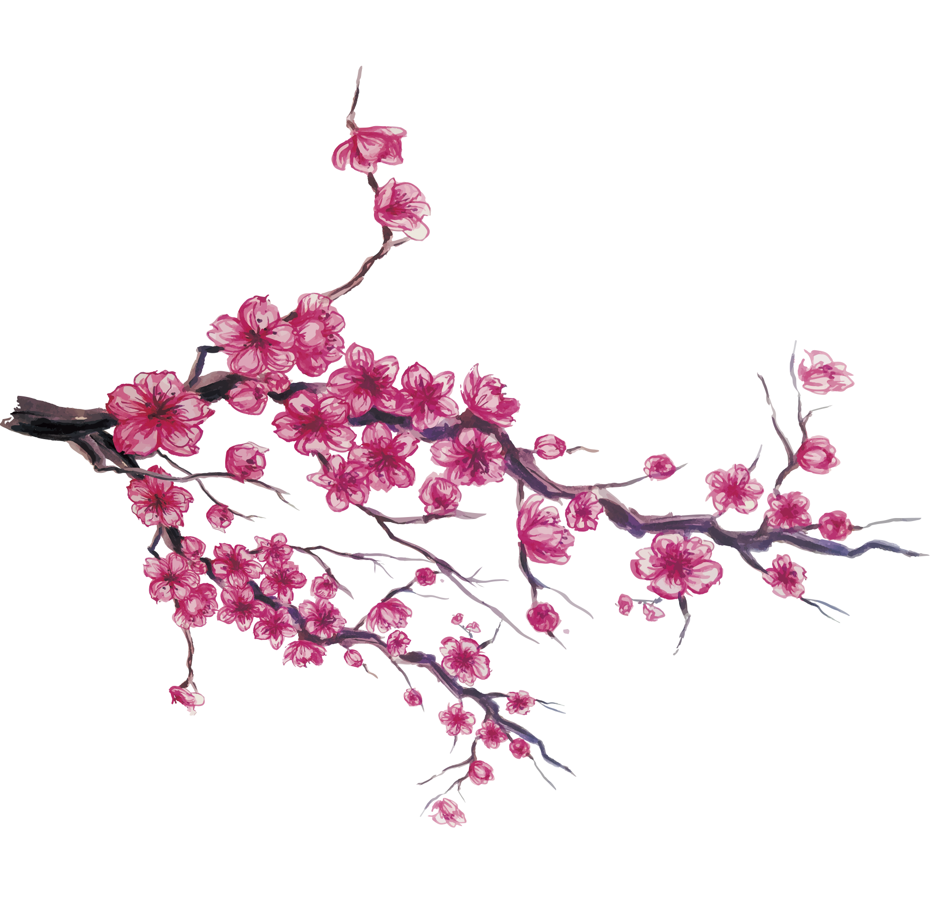 Japanese Cherry Blossom Flower Drawing at Explore collection of Japanese