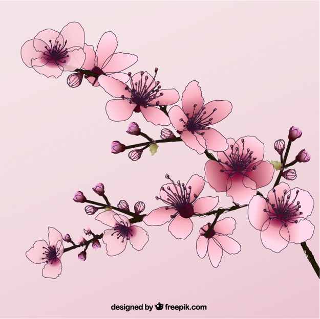 625x624 Hand Drawn Cherry Blossoms Stock Images - Japanese Cherry Blossom Flower Drawing