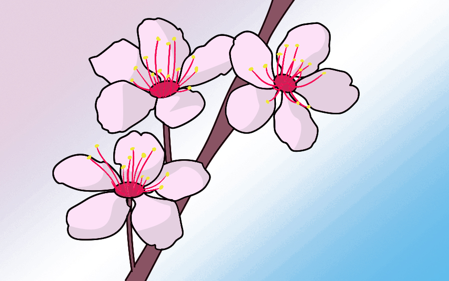 900x563 How To Draw Cherry Blossoms - Japanese Cherry Blossom Flower Drawing
