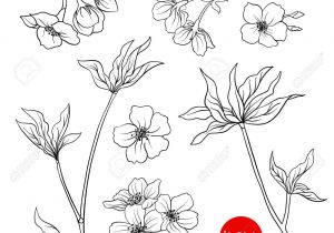 300x210 japanese cherry blossom flower drawing how to draw cherry blossoms - Japanese Cherry Blossom Flower Drawing