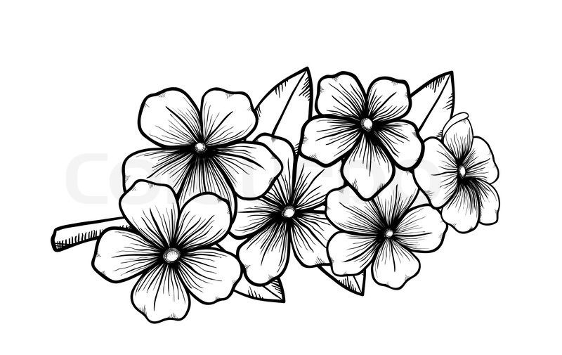 800x505 Drawing Flowers Japanese Drawings - Japanese Cherry Blossom Flower Drawing