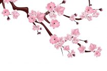 210x140 Tag Japanese Cherry Blossom Flower Drawing - Japanese Cherry Blossom Flower Drawing