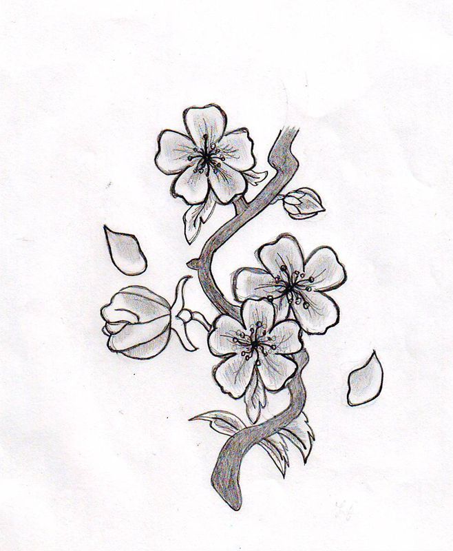 658x800 Cherry Blossom Drawing - Japanese Cherry Blossom Flower Drawing