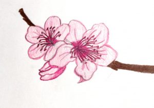 300x210 cherry blossom flowers drawing drawing of a cherry blossom - Japanese Cherry Blossom Flower Drawing