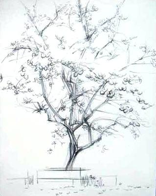 319x400 cherry blossom tree drawing and cherry blossom tree drawing - Japanese Cherry Blossom Tree Drawing