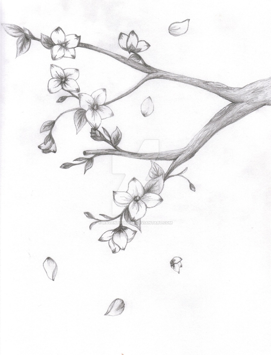 900x1177 cherry blossom tree pencil sketch and japanese cherry blossom tree - Japanese Cherry Blossom Tree Drawing