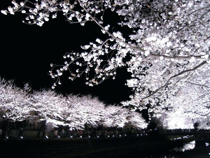 700x525 japanese blossom tree at night is called when the trees are - Japanese Cherry Blossom Tree Drawing