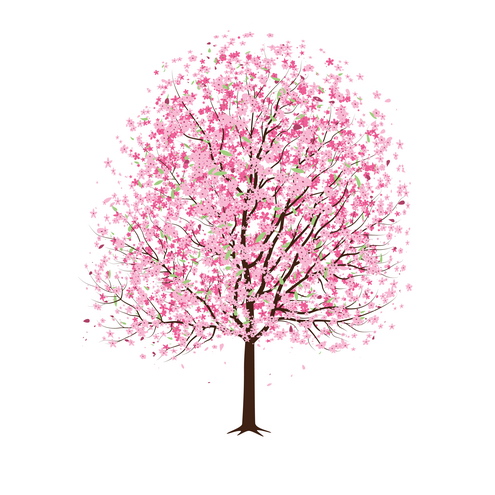 495x495 Japanese Cherry Blossom Vector Images - Japanese Cherry Tree Drawing