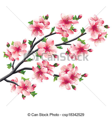 450x470 Japanese Cherry Trees Clipart - Japanese Cherry Tree Drawing