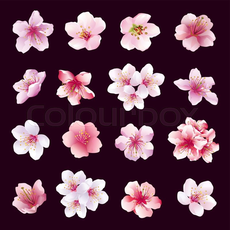 800x800 Set Of Different Beautiful Cherry Tree Stock Vector Colourbox - Japanese Cherry Tree Drawing
