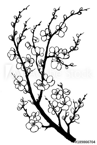 335x500 Blooming Cherry Tree Branch Close Up C Knotes C - Japanese Cherry Tree Drawing