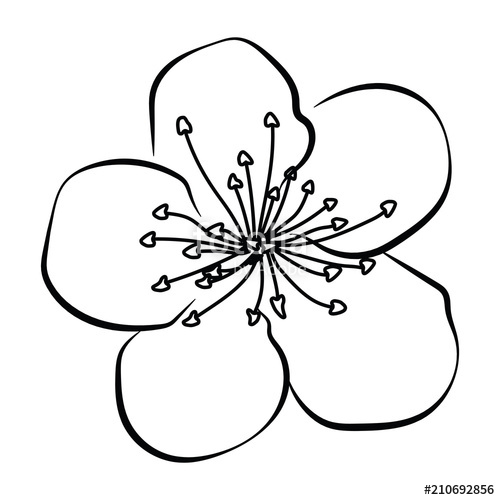 500x500 Blooming Cherry Sakura Branch With Flower Buds Black And White - Japanese Cherry Tree Drawing