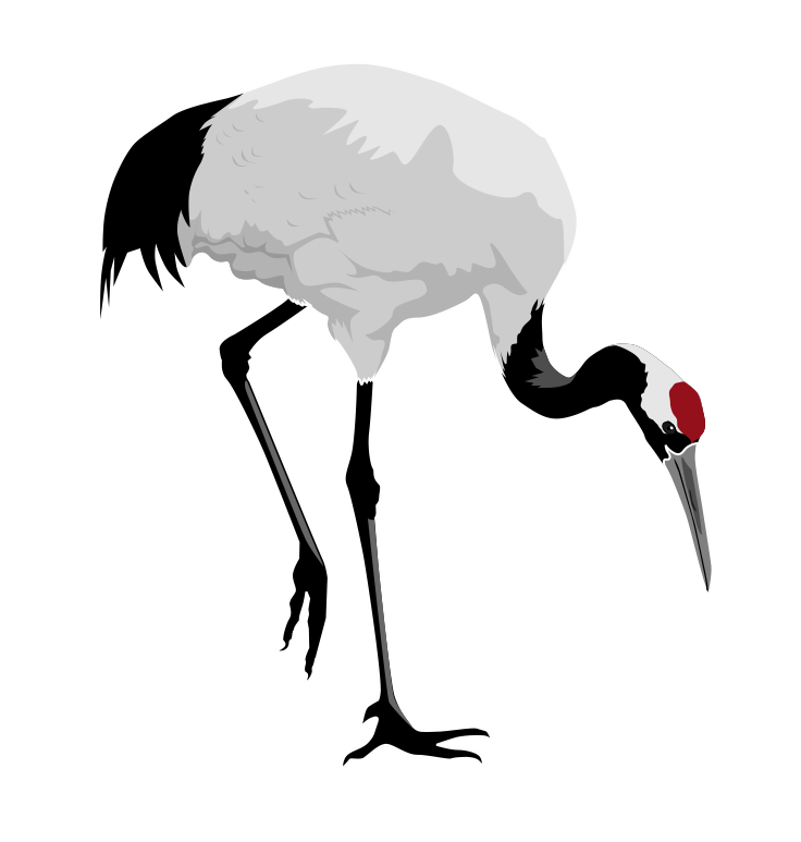 Japanese Crane Drawing