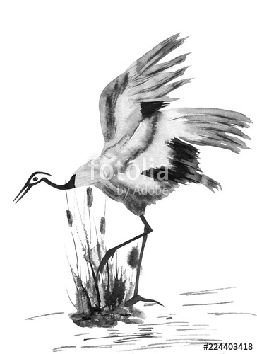 364x500 Japanese Crane Bird Drawing Watercolor And Ink Illustration - Japanese Crane Drawing