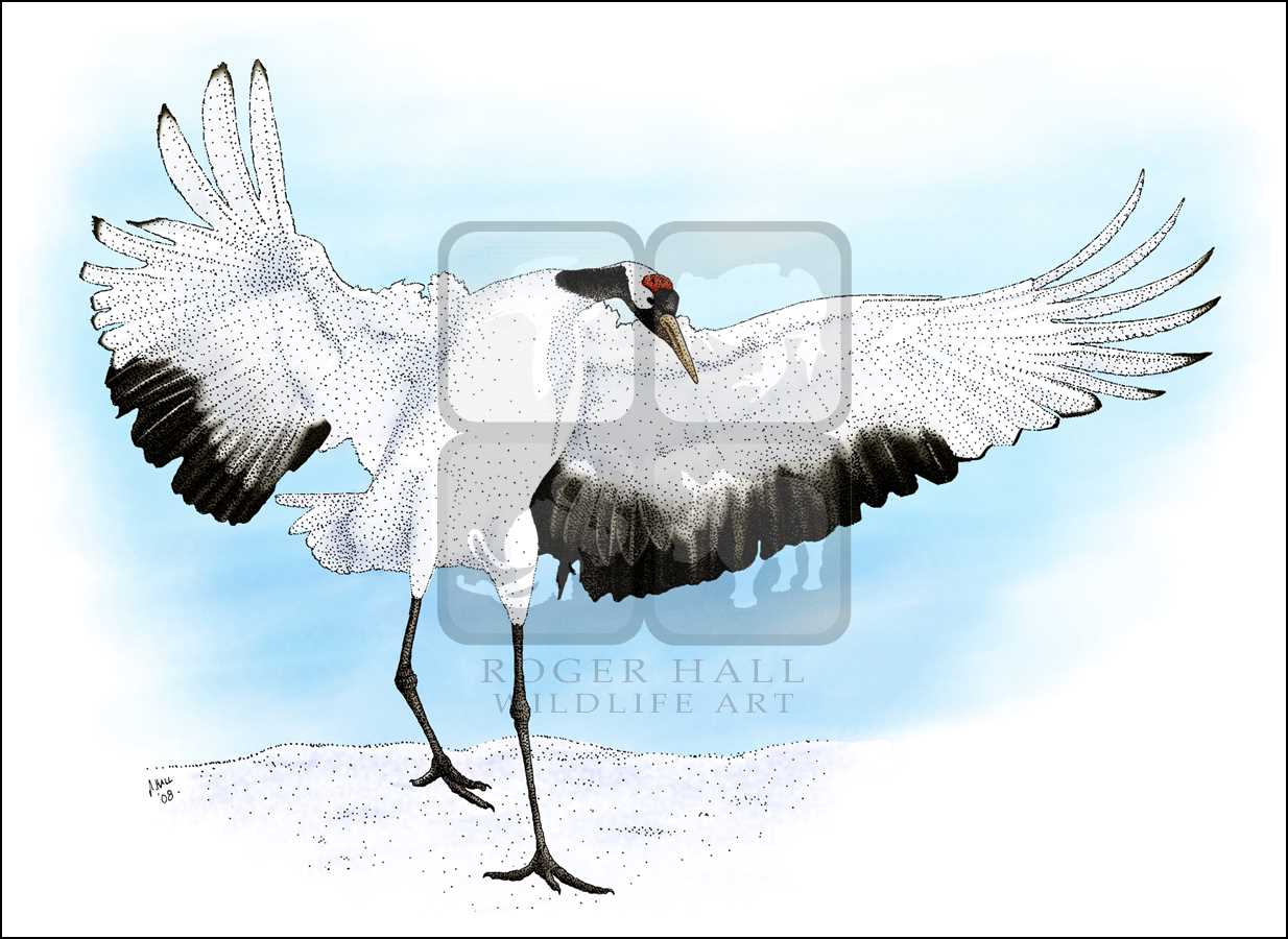 1234x900 Japanese Or Red Headed Crane - Japanese Crane Drawing