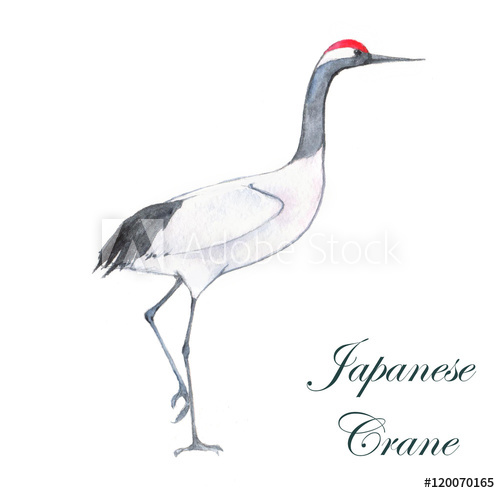 500x493 Hand Drawn Watercolor Drawing Of The Japanese Crane Illustration - Japanese Crane Drawing