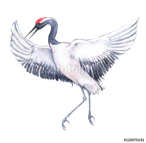 500x493 Hand Drawn Watercolor Drawing Of The Japanese Dancing Crane - Japanese Crane Drawing