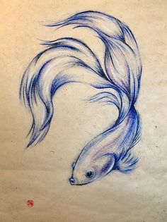 Japanese Fighting Fish Drawing at PaintingValley.com | Explore ...