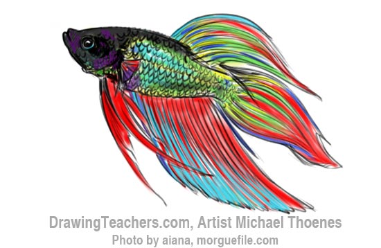 550x358 How To Draw A Siamese Fighting Fish - Japanese Fighting Fish Drawing