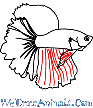 300x350 How To Draw A Siamese Fighting Fish - Japanese Fighting Fish Drawing