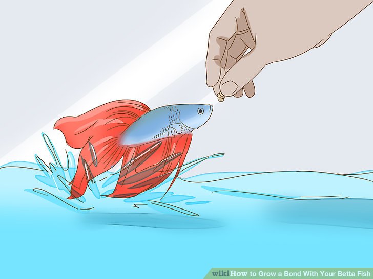 728x546 how to grow a bond with your betta fish steps - Japanese Fighting Fish Drawing